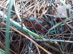 Geobatrachus walkeri