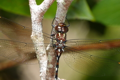 Austroaeschna eungella