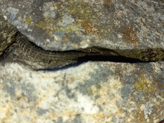 Sceloporus dugesii