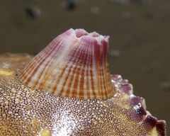 Paraconcavus pacificus