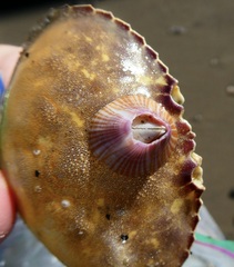 Paraconcavus pacificus