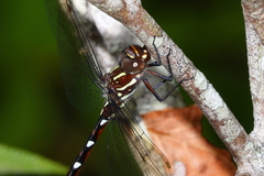 Austroaeschna eungella