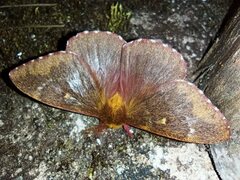 Winbrechlinia