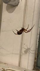 Steatoda nobilis