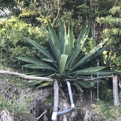 Furcraea cabuya