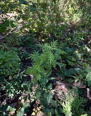Polemonium foliosissimum