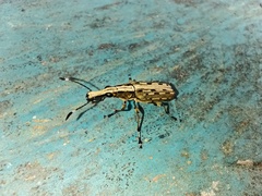 Anthribidae