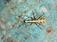 Anthribidae