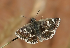 Muschampia poggei