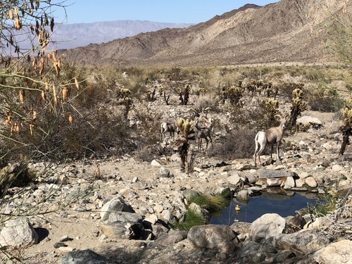 iNaturalist observation photo of Desert Bighorn Sheep