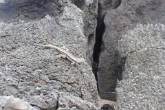 Microlophus bivittatus