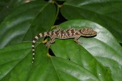 Cyrtodactylus cattienensis