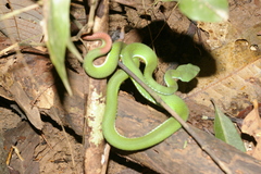 Trimeresurus rubeus
