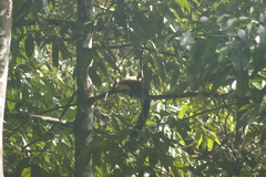 Ratufa bicolor