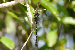 Austroaeschna eungella