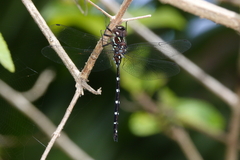 Austroaeschna eungella
