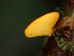 Dicephalospora rufocornea