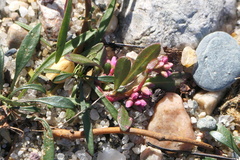 Persicaria puritanorum