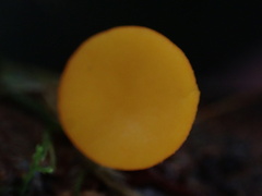 Dicephalospora rufocornea