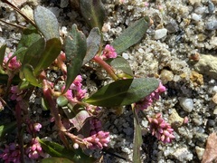 Persicaria puritanorum