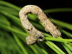 Scioglyptis lyciaria