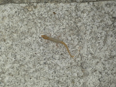 Gonatodes albogularis notatus