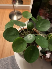 Pilea peperomioides