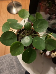 Pilea peperomioides