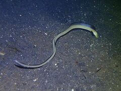 Ophichthus altipennis
