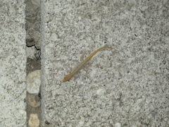 Gonatodes albogularis notatus