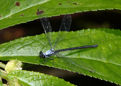 Austroargiolestes elke