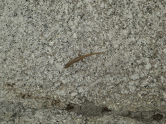 Gonatodes albogularis notatus