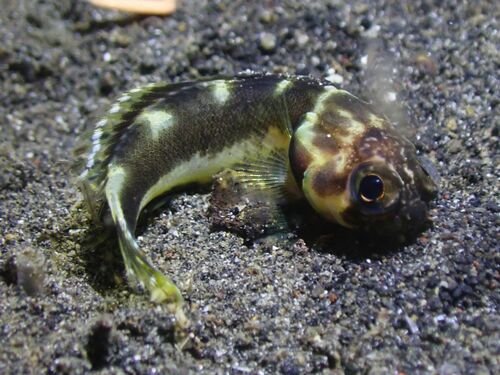 Harlequin jawfish (Stalix histrio) — Opistognathidae — 3