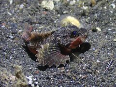 Minous trachycephalus