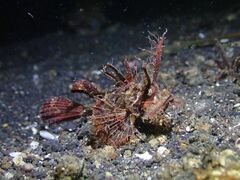 Pteroidichthys amboinensis