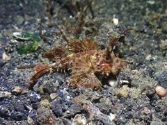 Pteroidichthys amboinensis