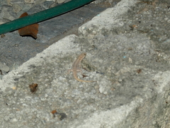 Gonatodes albogularis notatus