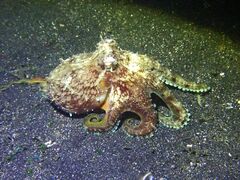 Amphioctopus marginatus