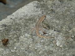 Gonatodes albogularis notatus