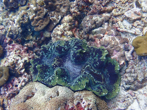 Fluted Giant Clam (Tridacna squamosa)