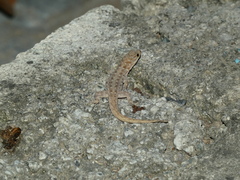 Gonatodes albogularis notatus