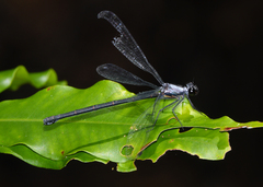 Austroargiolestes elke