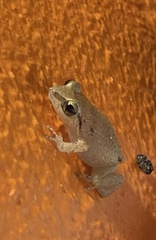 Eleutherodactylus johnstonei