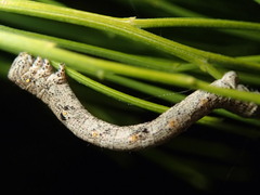 Scioglyptis lyciaria