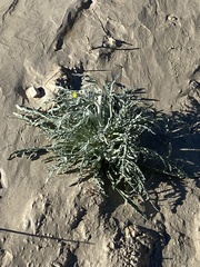 Baileya pauciradiata