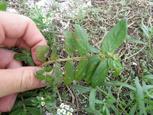 Euphorbia hirta observed 2022-11-21
