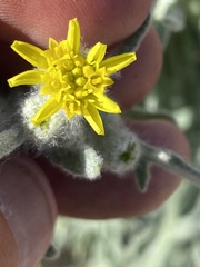 Baileya pauciradiata