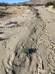 Baileya pauciradiata