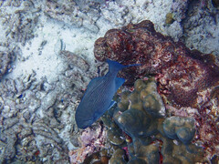 Kyphosus cinerascens