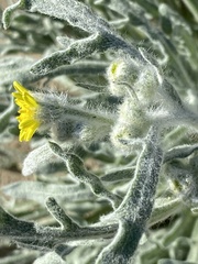 Baileya pauciradiata